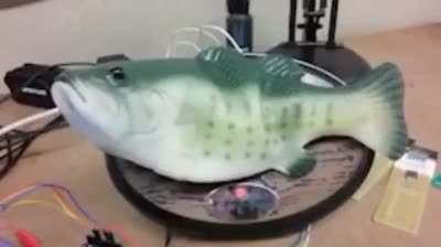 🐟❓