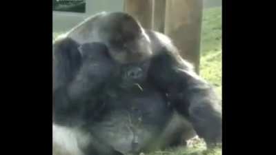 Monke ride wife