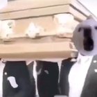 Good boi says Good bye