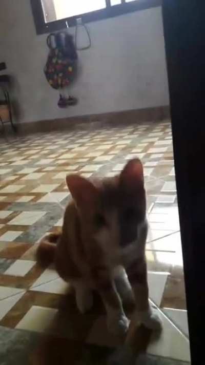 Hey kitty cat