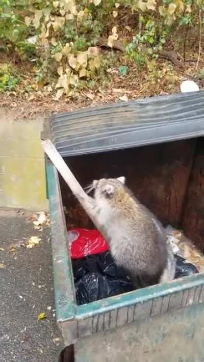 Fat Raccoons Ate Too Much