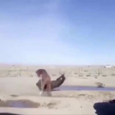 Did horses get judo skills lately?
