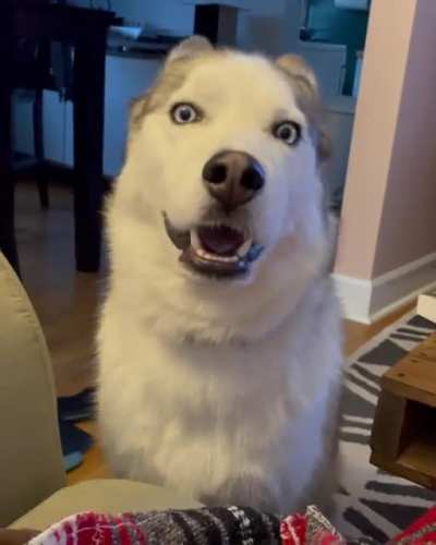 Husky wins an argument