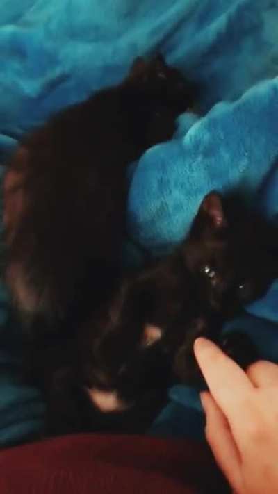 Is she practicing what will become a full-bodied meow or will she be a squeaker for life? Only time will tell