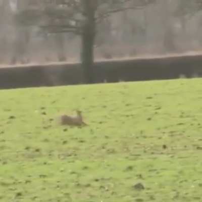 Pretty impressive skill to escape the hunter