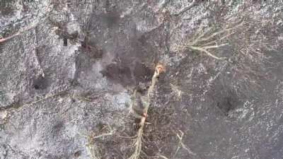 18 brigade NGU. Russian invader kills himself with grenade. Lyman region, east of Ukraine