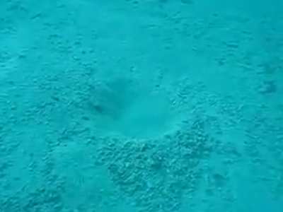 Sea plant disappears when touched