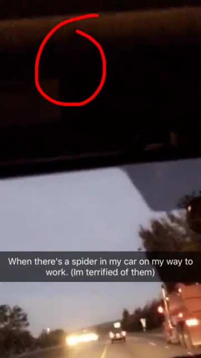 The spider fell on my lap