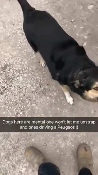 Who let the dogs out