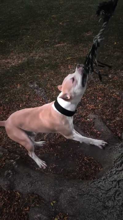 7 months old my boy coming along nice