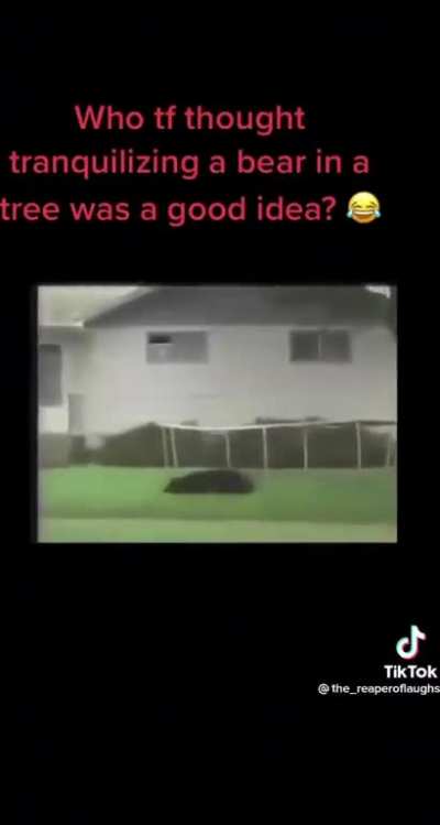 Look at that bounce!