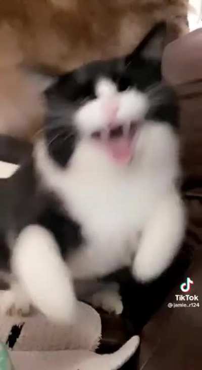 no pictures please >:(