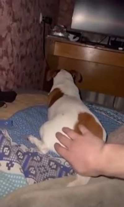 bad dog