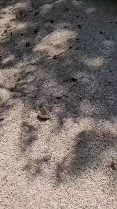 freebird but it birb is dead