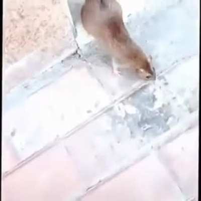 amigo :)