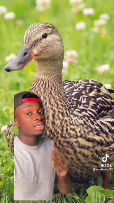 Duck meat screw