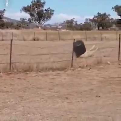 And bucket wins...
