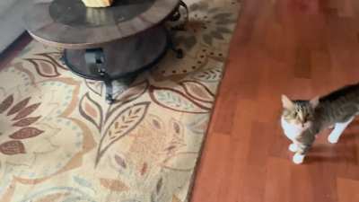The welcoming party I get after leaving for 3 minutes to help a neighbor