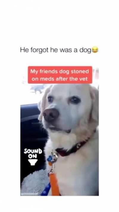 Do dogs count?