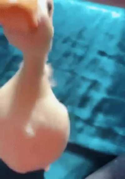 A friendly little duck saying hello!