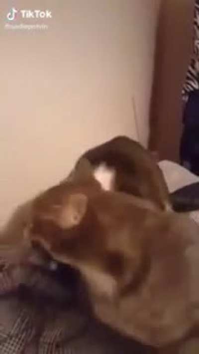 cat biting another cat