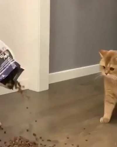 what is wrong with my hooman