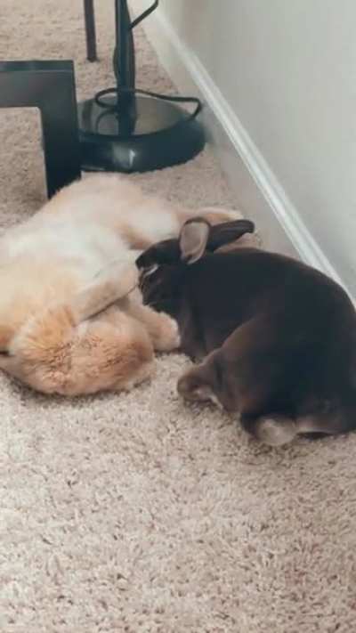 Bonding has been going so well with Hershey and Cocoa 🥺❤️