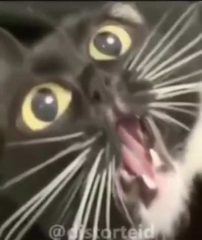 MEOWWOWOWW