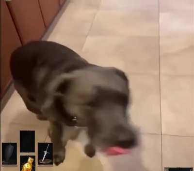 Need to rethink my decision about bringing a dog home XDXD