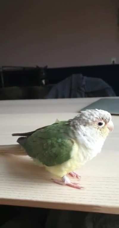 My dog isnt a fan of my bird
