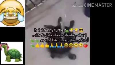 Halal turtle movie no pork! 🐢🐢🐢 👍😎👍بد<wbr>ون لحم خنزير دولار full movie! !!! بدون أجر!!! ZERO HARAM!!! 😱👍 !!! فيلم bollywood 😍 بوليوود كامل ستين petr grifn APPROVED!! 🙏🙏🙏😱😱<wbr>👍 دقيقة !!! لا احتيال !! فقط طفل مجاني ورائع عودة أنيمي القرف !!! No scam download no vi