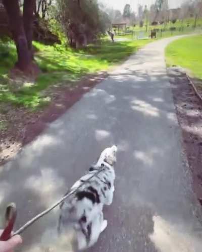Hops