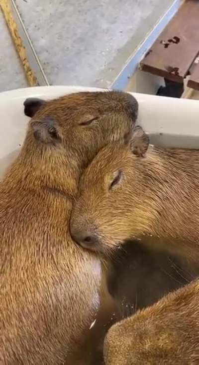 A cute couple