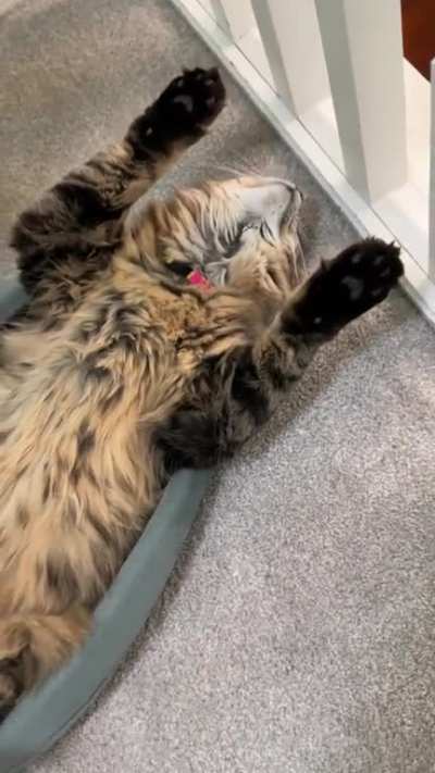 How my cat sleeps every night. Do cats normally do this?? ð