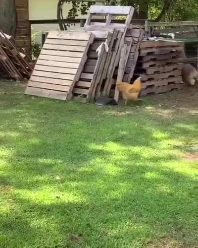 At least someone is having fun during quarentine