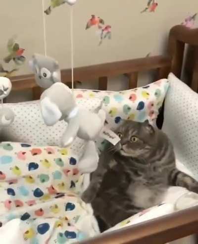 wot dis ?
