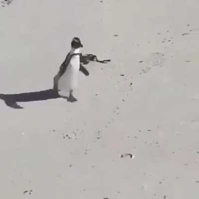 Penguin chasing away a bird