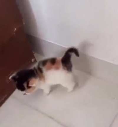 ;