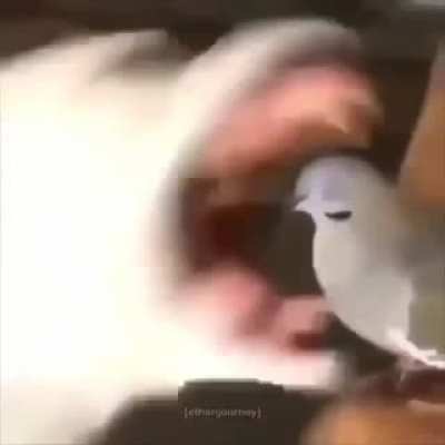 Tosty Birb