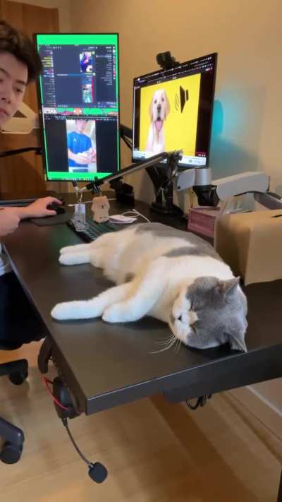 Cat knows it's purpose 😂