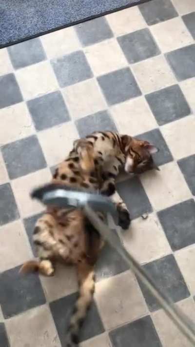 I have to sweep her whenever I sweep the floor.