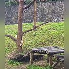 No wonder pandas are endangered