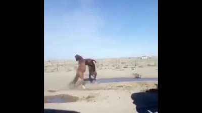 Horseslam
