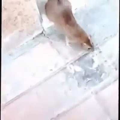 frien