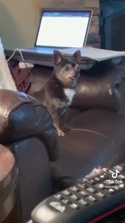 Funniest dog video i've seen