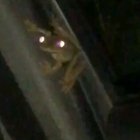 Killed by the frog