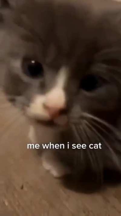 A smol criminal caught through potato camera