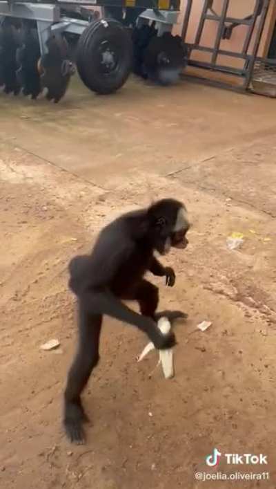 Fecha a perna Chico