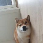This fucking doofus