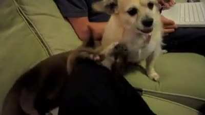 Dog+otter=happi :3